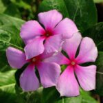 Vinca